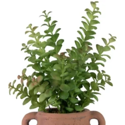 Northlight Real Touch™ Artificial Privet Plant In Vintage Milk Can Style Earthenware Pot - 14" 11 Northlight Real Touch™ Artificial Privet Plant In Vintage Milk Can Style Earthenware Pot - 14" -Home Decor Shop GUEST 1a1172c0 8aee 449c 8a57 8427e2db7a0e
