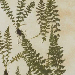 Farmhouse Wood Leaf Framed Wall Art With Brown Frame Set Of 2 Light Brown - Olivia & May -Home Decor Shop GUEST 2b49cbae b49e 4f33 85e5 29d468e4eb06