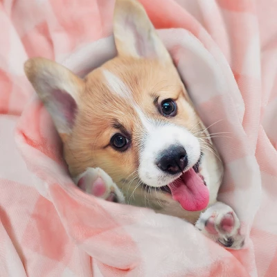 1 Pc Full Microfiber Long Shaggy Bed Blankets Pink And White - PiccoCasa 5 1 Pc Full Microfiber Long Shaggy Bed Blankets Pink And White - PiccoCasa - Image 3