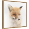 16" X 16" Satisfied Fox By Doris Reindl Framed Canvas Wall Art - Amanti Art -Home Decor Shop GUEST e914dc43 60fc 4fc9 8b19 817f375156be