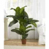 Nearly Natural 5' Dieffenbachia Silk Plant (Real Touch) 1 Nearly Natural 5' Dieffenbachia Silk Plant (Real Touch) -Home Decor Shop GUEST f307ef15 e9a4 4b53 9f65 b43adb6227f5